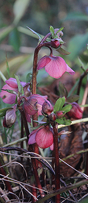 Helleborus orientalis med mørkerøde blomster.