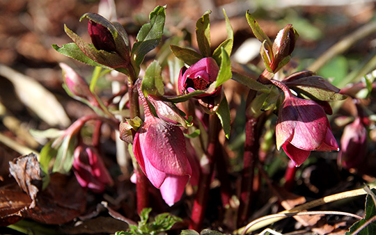 Helleborus orientalis