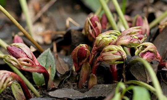 Helleborus orientalis i knop.