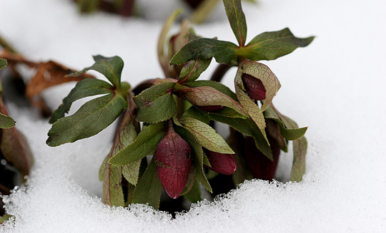 Helleborus orientalis