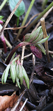 Helleborus orientalis