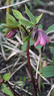helleborus orientalis