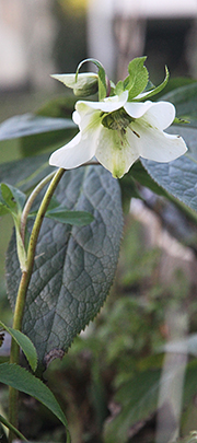 Hvid Helleborus orientalis, som har sået sig selv i haven.