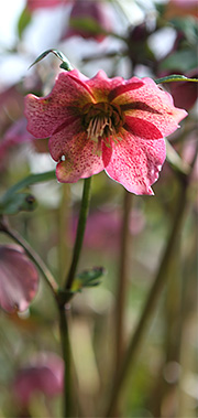 Julerose med plettede blomsterblade