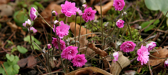 Hepatica nobilis ‘Rubra Plena’