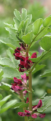 Hestebønne med røde blomster.