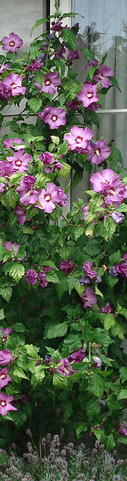 Hibiscus