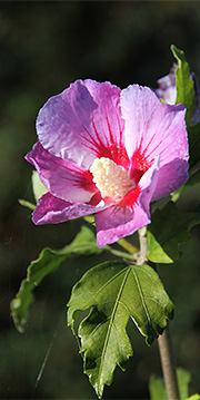 Hibiscus