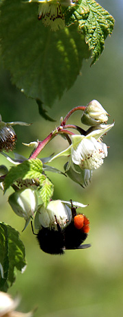 Bestøvning af hindbærblomst