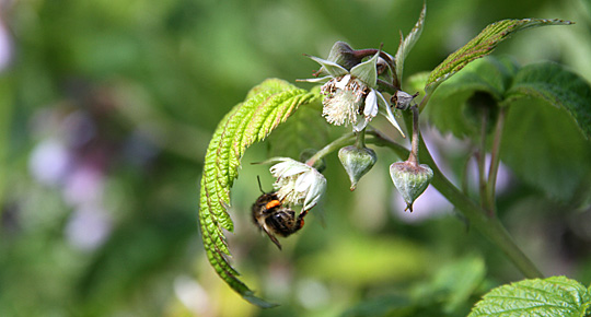 Hindbær i blomstring