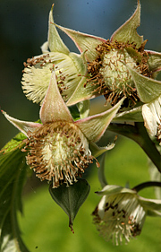 Hindbær i blomst