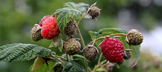 efterårshindbær