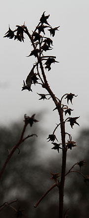 Hindbærgrene i januar