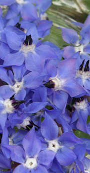 Hjulkrone med de spiselige blomster