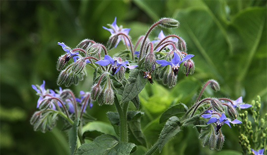 Hjulkrone