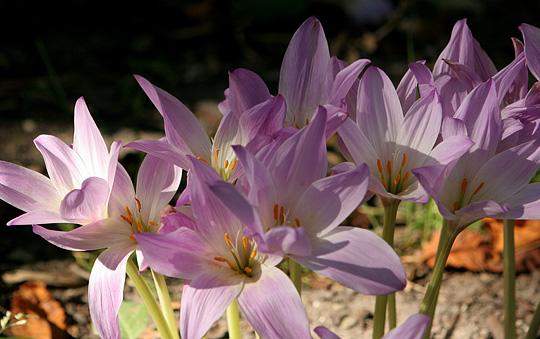 Høsttidløs blomstrer i september