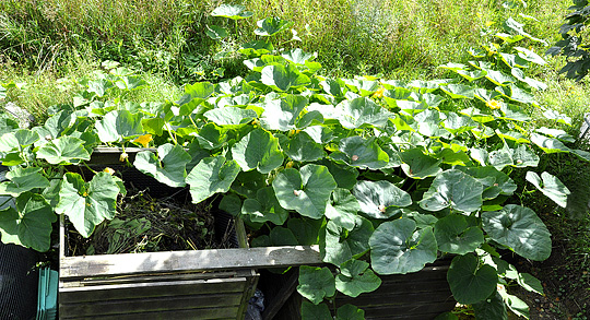 Fritvoksende hokkaidoplante på kompostbeholder.