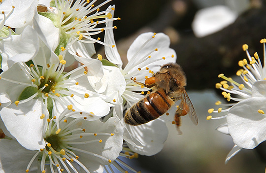 Honningbi i blommeblomst