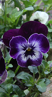 hornviol retro