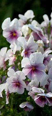 Hornviol