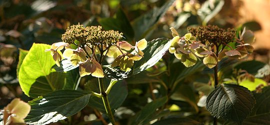 Hortensia i efterårsfarver