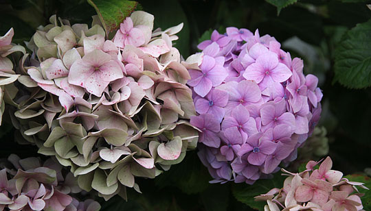 Hortensia i forfald