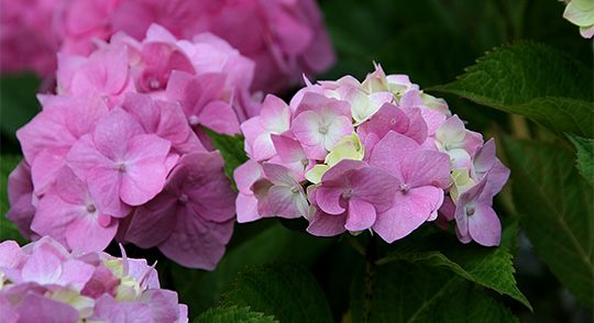 Hortensia i udspring