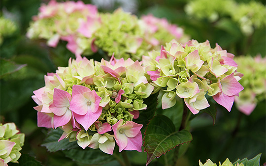 hortensia med blomster