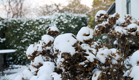hortensiablomster med sne