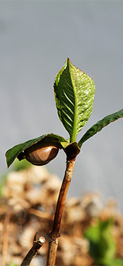 Snegl med hus på hortensia