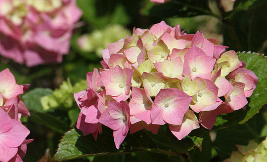 Hortensia i udspring