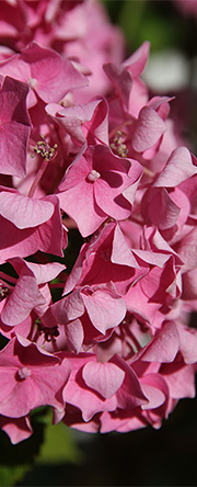 Hortensia vandmangel