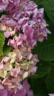 Hortensia mangler vand