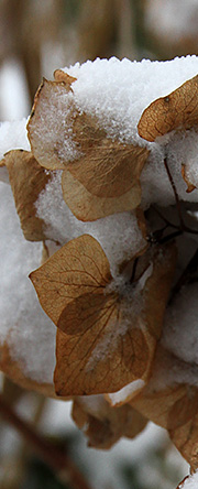 Hortensiablomster med sne