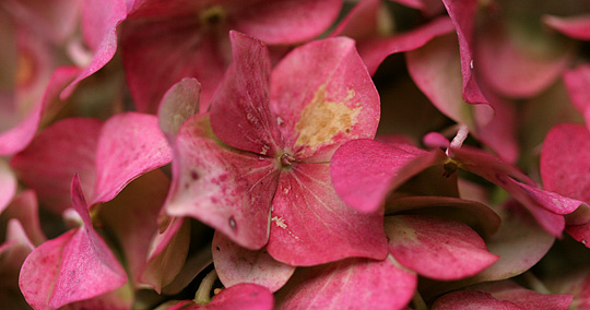 Hortensia