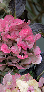hortensiablomster kan bruges til dekorationer