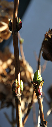 Hortensia med knopper