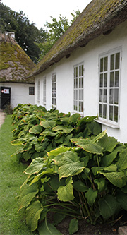 Hosta