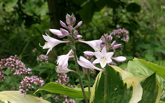 Hosta i blomst