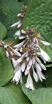 Hosta