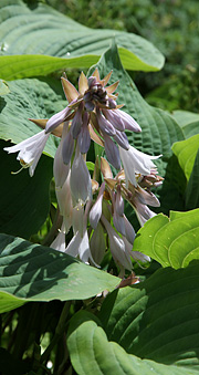 Hosta med blomst