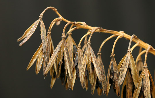 Hosta frø