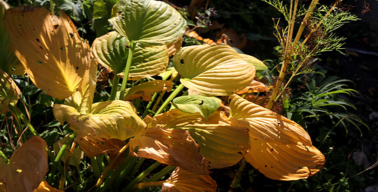 Hosta med gule blade