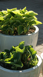 Hosta som krukkeplante