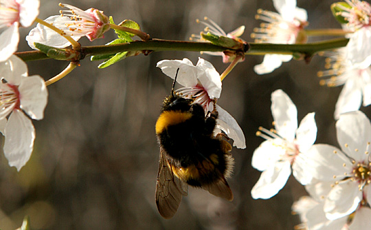 Mirabelle med humlebi