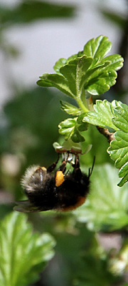 Humlebi i stikkelsbærblomst