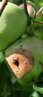 Hveps i æble angrebet af gul monilia