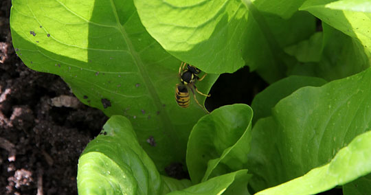 Hvepse på jagt i salaten