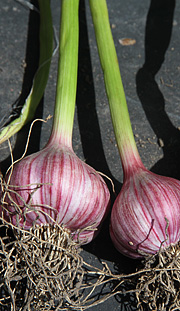 Hvidløg ‘Chinese Purple’