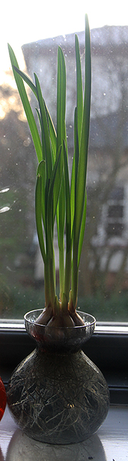 Hvidløg med grøn top i hyacintglas